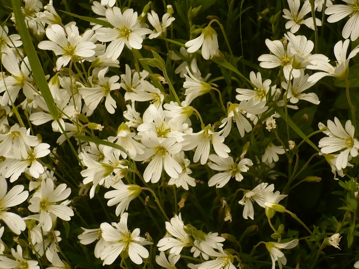 Cerastium arvense subsp. arvense (Caryophyllaceae)
